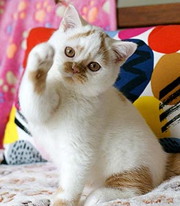 британский короткошерстный котёнок, окрас кремовый арлекин